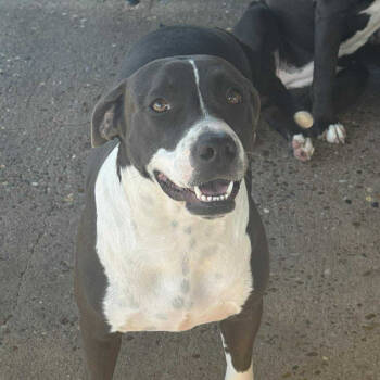 Rescue Pit Bull Terrier Dogs for Adoption in Anahuac, Texas - Esme | PetCurious