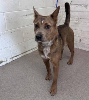 MOCHA -  Australian Cattle Dog Blue Heeler Dog for Adoption in San Bernardino, California - MOCHA | PetCurious