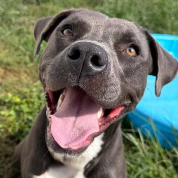 Socks -  Pit Bull Terrier Dog for Adoption in Martinsville, Indiana - Socks | PetCurious
