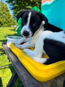 Ophelia -  Mixed Breed Dog for Adoption in Woodstock, Ontario - Ophelia | PetCurious