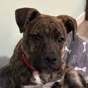 Carolina Dog and Anatolian Shepherd Dogs Available for Adoption in Andover, Massachusetts - Bailey Spirits - Local Pup | PetCurious