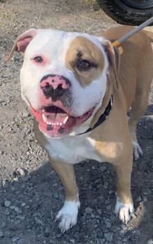 Rescue Pit Bull Terrier Dogs for Adoption in Mckeesport, Pennsylvania - Darby | PetCurious