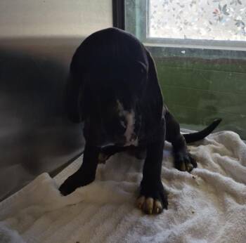 Ic-6 Duck -  Great Dane and Pit Bull Terrier Dog for Adoption in Lawrenceville, Georgia - Ic-6 Duck | PetCurious