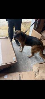 Ragnar -  German Shepherd Dog Dog for Adoption in Winchester, Indiana - Ragnar | PetCurious