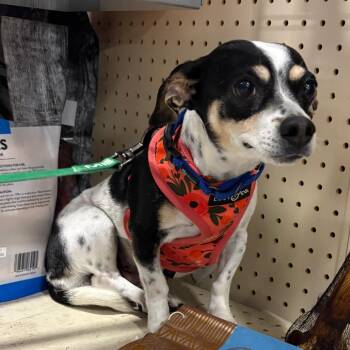 Solar Gem -  Chihuahua and Jack Russell Terrier Dog for Adoption in Fredericksburg, Virginia - Solar Gem | PetCurious