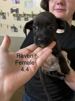 Johnson Rs : Raven -  Boxer and Australian Shepherd Dog for Adoption in Aurora, Indiana - Johnson Rs : Raven | PetCurious