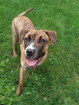 Rescue Mastiff Dogs for Adoption in Addison, Ontario - Bella | PetCurious