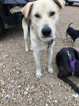 BROWNIE -  Mixed Breed Dog for Adoption in Dallas, Texas - BROWNIE | PetCurious