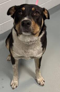Mixed Breed Dogs Available for Adoption in St. Cloud, Florida - BRONCO | PetCurious