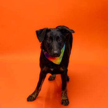 Pen 187 Brandy -  Labrador Retriever Dog for Adoption in Lawrenceville, Georgia - Pen 187 Brandy | PetCurious