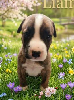 Mixed Breed Dogs Available for Adoption - Liam | PetCurious