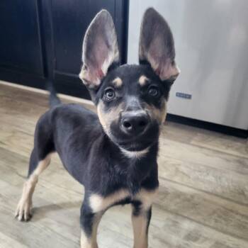 Ringo -  German Shepherd Dog Dog for Adoption in Sunderland, Maryland - Ringo | PetCurious