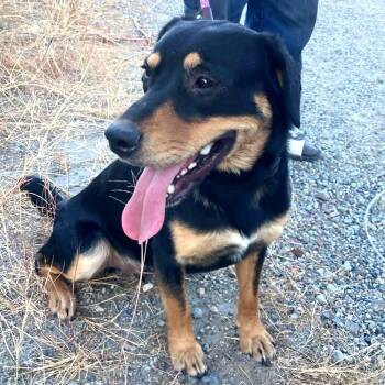 Duke -  Rottweiler and Australian Cattle Dog Blue Heeler Dog for Adoption in Tonasket, Washington - Duke | PetCurious