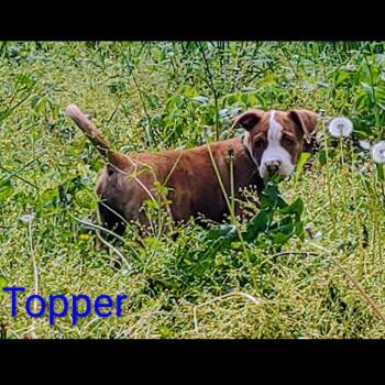 Pit Bull Terrier Dogs Available for Adoption in Centerville, Tennessee - Topper | PetCurious