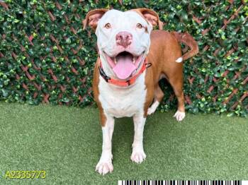 JOANIE -  Mixed Breed Dog for Adoption in West Palm Beach, Florida - JOANIE | PetCurious
