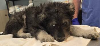 Husky and Poodle Dogs Available for Adoption in Murphysboro, Illinois - Duchess | PetCurious
