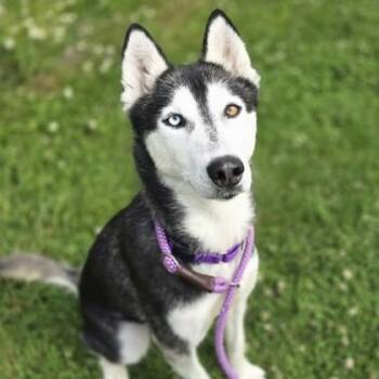 Siberian Husky Dogs Available for Adoption in Philadelphia, Pennsylvania - Ora | PetCurious