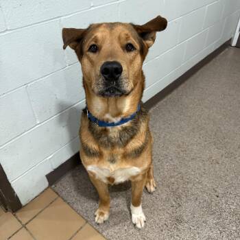 Tyson -  Mixed Breed Dog Available for Adoption in Sault Ste. Marie, Michigan - Tyson | PetCurious