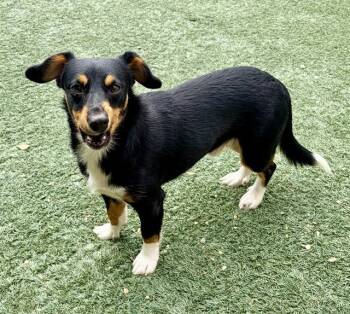 NACHO -  Dachshund and Mixed Breed Dog for Adoption in Salinas, California - NACHO | PetCurious