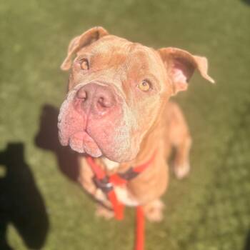 Cookie Butter -  Mixed Breed Dog for Adoption in Philadelphia, Pennsylvania - Cookie Butter | PetCurious