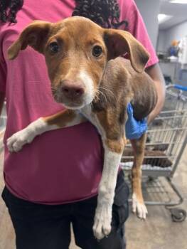 MATCHA -  Pit Bull Terrier and Mixed Breed Dog for Adoption in Tallahassee, Florida - MATCHA | PetCurious