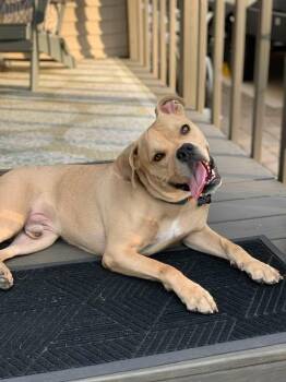 Rescue Boxer Dogs for Adoption in Douglas, Massachusetts - Stanley | PetCurious