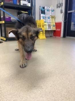 Rescue German Shepherd Dog and Mixed Breed Dogs for Adoption in Fort Worth, Texas - Chuki | PetCurious