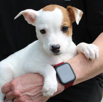 Terrier Dogs Available for Adoption in Prattville, Alabama - Judge Milian 43406 | PetCurious