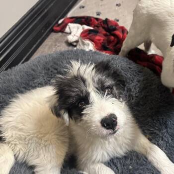 Mixed Breed Dogs Available for Adoption - Callum | PetCurious