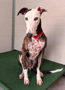 Cosmo -  Galgo Spanish Greyhound Dog for Adoption in Winter Park, Florida - Cosmo | PetCurious