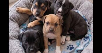 J Litter – Sneak Peek the Females -  Mixed Breed Dog for Adoption in Crown Point, Indiana - J Litter – Sneak Peek The Females | PetCurious