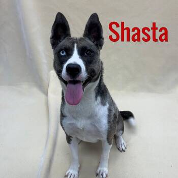 Shasta -  Husky Dog for Adoption in Pleasantville, New Jersey - Shasta | PetCurious