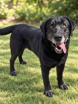 Arlo -  Labrador Retriever Dog for Adoption in Albuquerque, New Mexico - Arlo | PetCurious