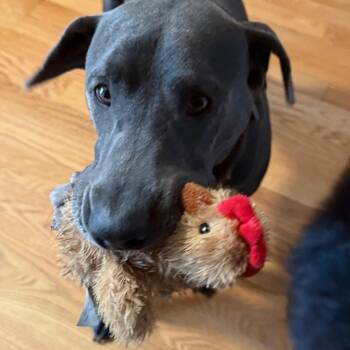 Blue Lacy Dogs Available for Adoption in Blacksburg, Virginia - Chewy | PetCurious
