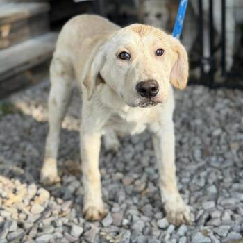 Labrador Retriever and Mixed Breed Dogs Available for Adoption in Buffalo, Minnesota - April | PetCurious