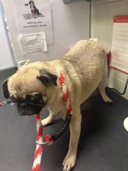 FREYA -  Pug Dog for Adoption in Minneapolis, Minnesota - FREYA | PetCurious