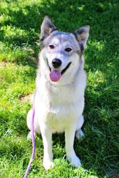 Husky and Mixed Breed Dogs Available for Adoption in Morton Grove, Illinois - Cordelia | PetCurious