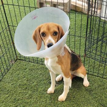 PENNY 6954/4759 -  Beagle Dog for Adoption in Loxahatchee Groves, Florida - PENNY 6954/4759 | PetCurious