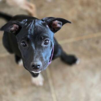 Gecky -  Mixed Breed Dog for Adoption in Moab, Utah - Gecky | PetCurious