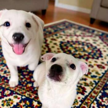 Cattle Dog and Mixed Breed Dogs Available for Adoption - Pedro | PetCurious