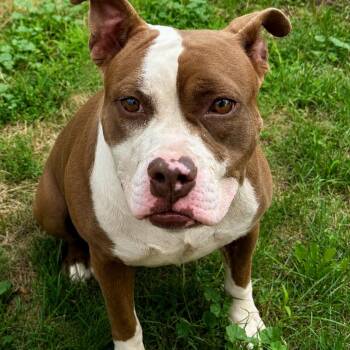 Sylvia -  Pit Bull Terrier Dog for Adoption in Buffalo, New York - Sylvia | PetCurious