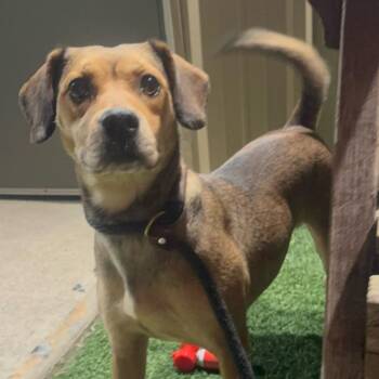 Mixed Breed Dogs Available for Adoption - Sweetums | PetCurious