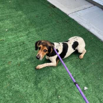 Micah -  Beagle Dog Available for Adoption in Bedford Park, Illinois - Micah | PetCurious