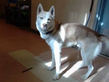 Rescue Siberian Husky Dogs for Adoption in San Jose, California - KODIAK | PetCurious