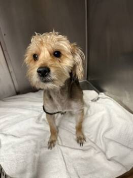 Rescue Mixed Breed Dogs for Adoption in West Chester, Pennsylvania - Funnel Cake | PetCurious