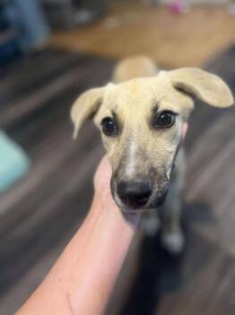 Rescue Terrier Dogs for Adoption in Fort Payne, Alabama - Rosie | PetCurious