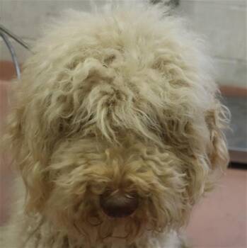 TAYLOR -  Mixed Breed Dog for Adoption in Columbia, South Carolina - TAYLOR | PetCurious