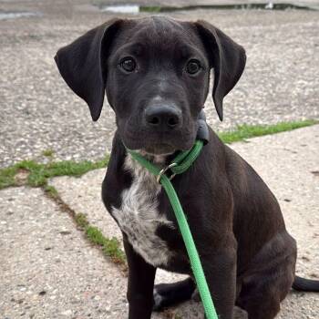 Butch -  Cane Corso and Mixed Breed Dog for Adoption in Alma, Michigan - Butch | PetCurious