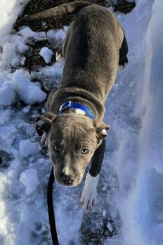 Pit Bull Terrier Dogs Available for Adoption - Trevor | PetCurious