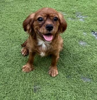 Rescue Cavalier King Charles Spaniel Dogs for Adoption in Miromar Lakes, Florida - Olivia | PetCurious